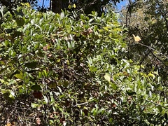 Smilax laurifolia