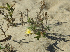 Oenothera humifusa