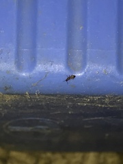 Oryzaephilus mercator