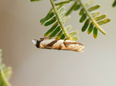 Oxythecta acceptella