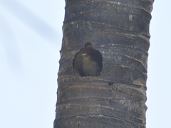 Melanerpes chrysogenys
