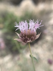 Monardella mojavensis