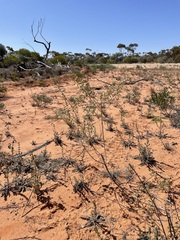 Sida calyxhymenia