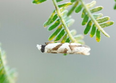 Oxythecta acceptella