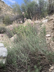 Monardella mojavensis