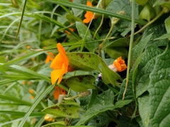 Thunbergia alata