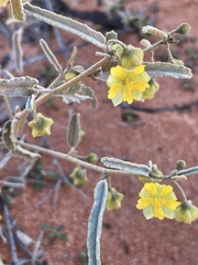 Sida calyxhymenia