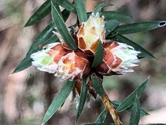 Pultenaea juniperina