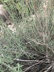 Monardella mojavensis