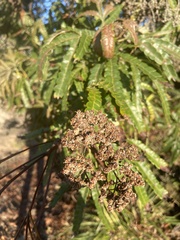 Lyonothamnus
