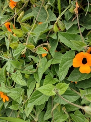 Thunbergia alata