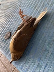 Turdus chrysolaus
