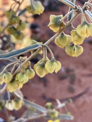 Sida calyxhymenia