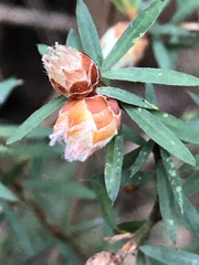 Pultenaea juniperina