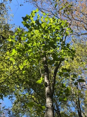 Populus heterophylla