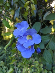 Thunbergia grandiflora