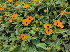Thunbergia alata