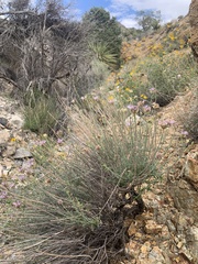 Monardella mojavensis