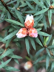 Pultenaea juniperina