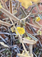 Sida calyxhymenia
