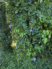 Thunbergia grandiflora