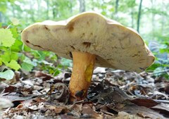 Boletus sensibilis