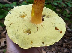 Boletus sensibilis