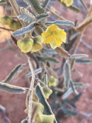 Sida calyxhymenia
