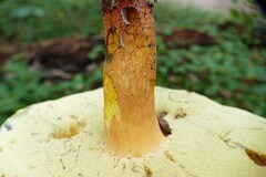Boletus sensibilis