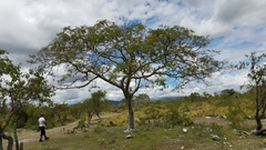 Conzattia multiflora