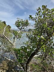 Ileostylus micranthus