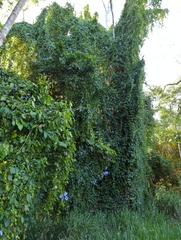 Thunbergia grandiflora