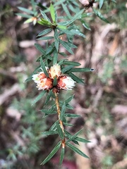 Pultenaea juniperina