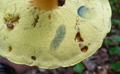 Boletus sensibilis