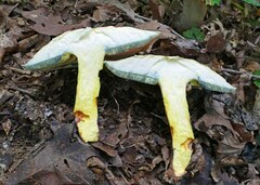 Boletus sensibilis