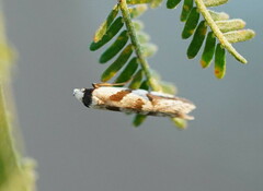 Oxythecta acceptella