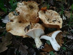 Lactarius zonarius