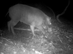 Sus scrofa leucomystax