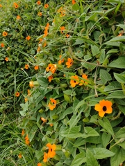 Thunbergia alata