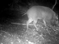 Sus scrofa leucomystax