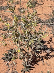 Sida calyxhymenia