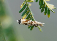 Oxythecta acceptella