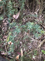 Pultenaea juniperina