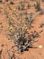 Sida calyxhymenia