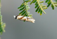 Oxythecta acceptella