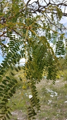 Conzattia multiflora