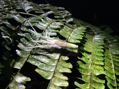 Pterodictya reticularis