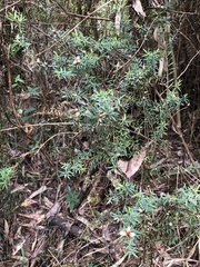 Pultenaea juniperina