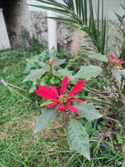 Euphorbia pulcherrima