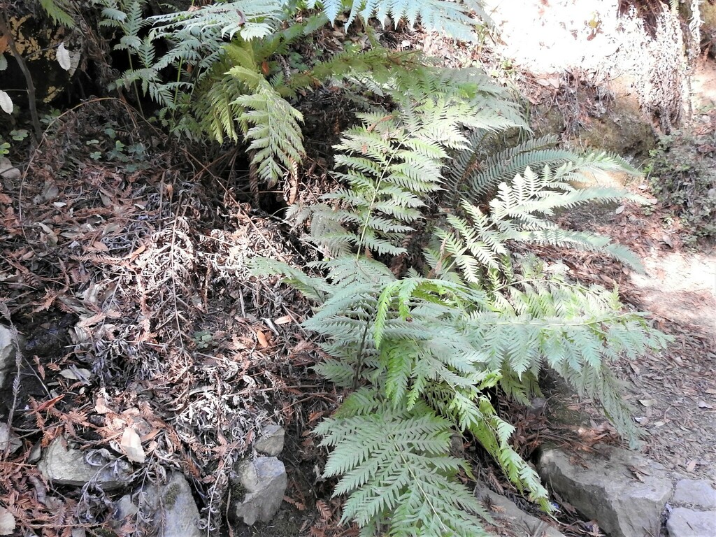 giant chain fern from Mt Tamalpais, California 94941, USA on October 24 ...